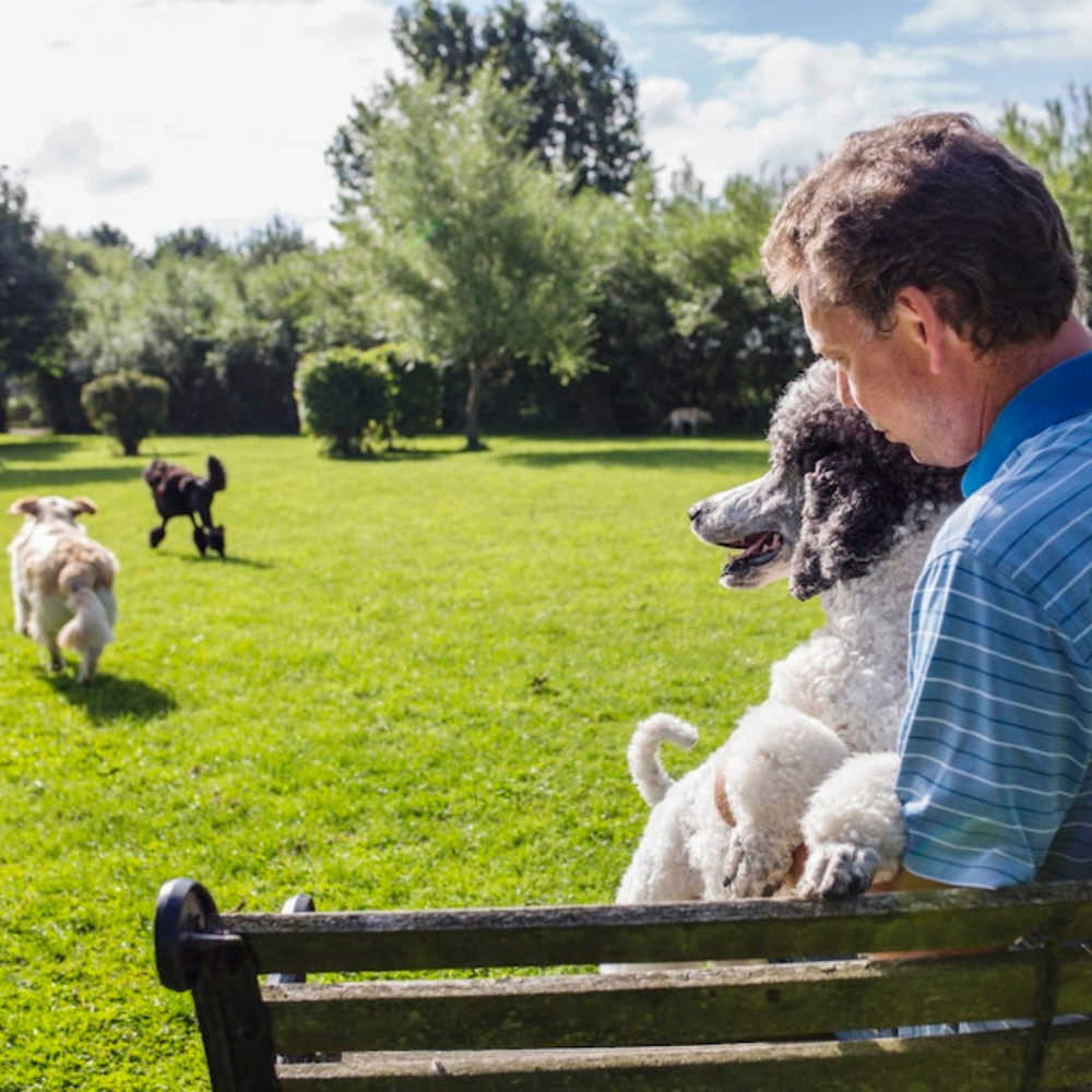 Dog Owner Guide: Basic Dog Park Etiquette