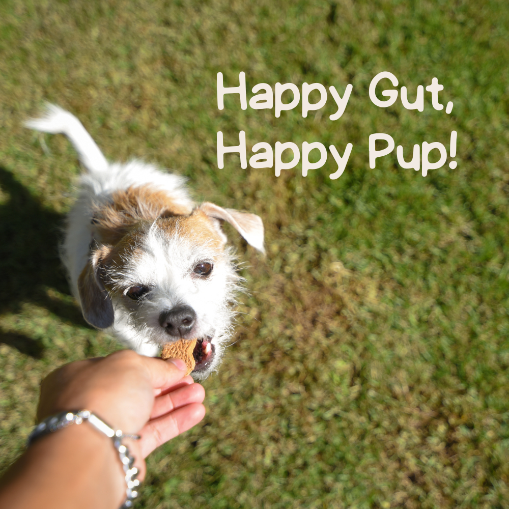 Prebiotics vs. Probiotics: How to Support Your Pup’s Gut Health