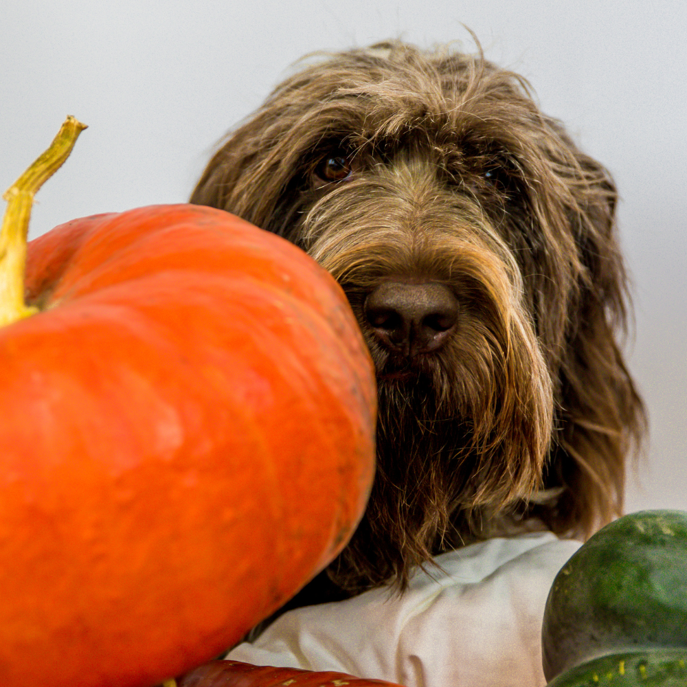 Unleashing the Power of Plants: How Plant-Based Diets Boost Your Dog's Lifespan