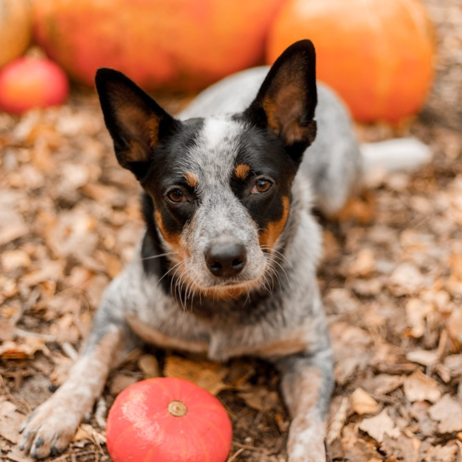 The Benefits of Upcycled Ingredients in Pet Treats