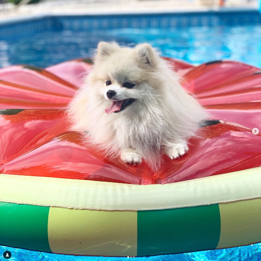 9 Dog Safety Tips For the Summer Heat