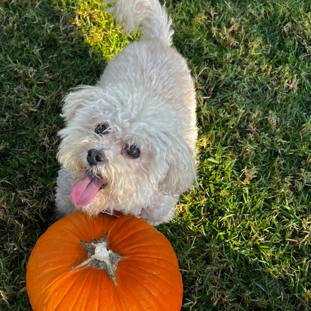 Healthy Dog Treats: What to Look For (And What to Avoid)