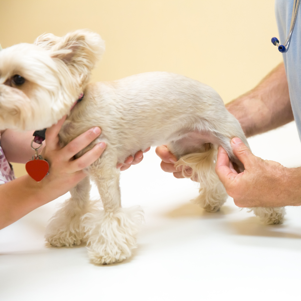 Keep Your Dog Moving: How Nutrition Can Help Reduce Arthritis Risk