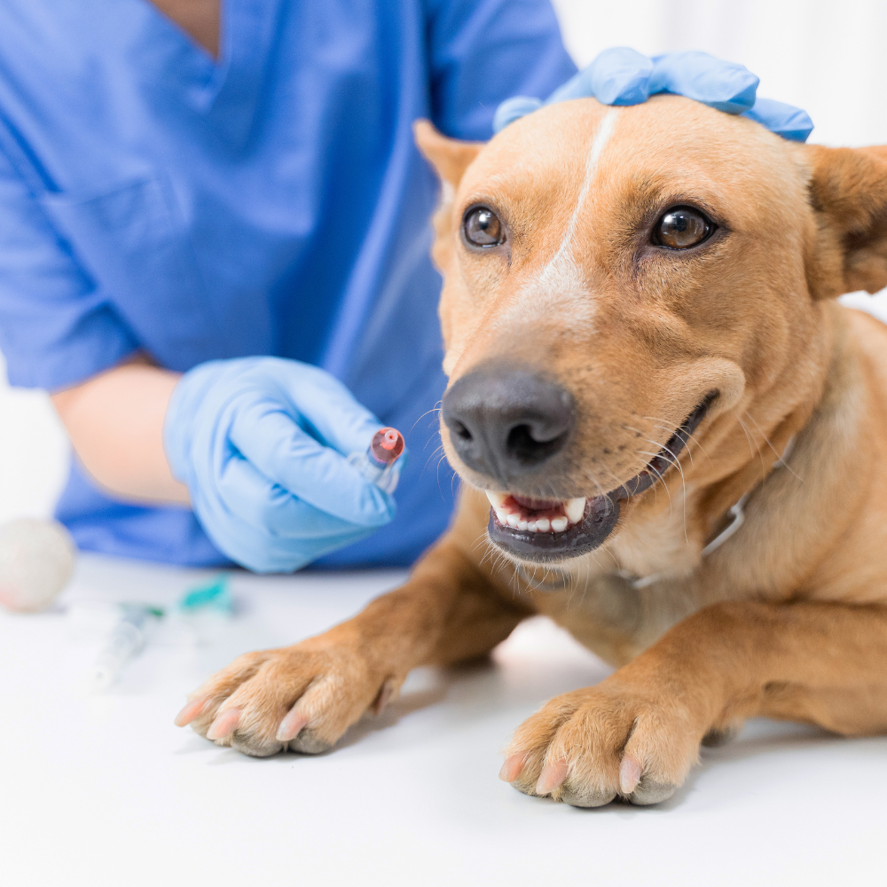 How Nutrition Can Help Reduce Dog Cancer Risk