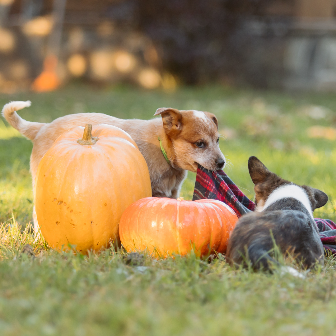 Is Pumpkin Safe For Dogs?