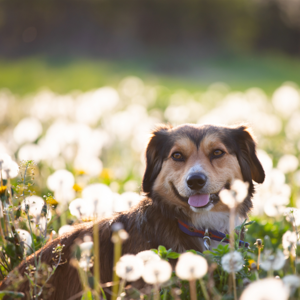 Best Food for Dogs with Allergies: A Guide to Finding the Right Nutrition